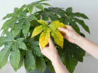 Miért sárgul a pilea levele? A legfontosabb gondozási tippek