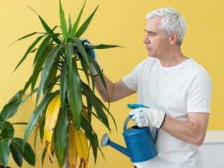 A leander betegségei: mit tegyél, ha sárgulni és hullani kezd a levele?