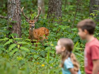 Állati fejtörő: te látod a fák között megbújó őzet ezen a képrejtvényen?