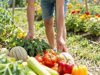 Keresztallergia parlagfű esetén: mely gyümölcsök és zöldségek okozhatnak tüneteket?