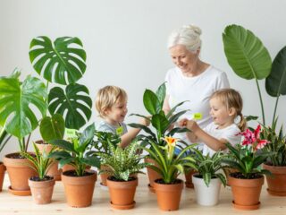 Vigyázat, mérgező! 10 gyakori szobanövény, amit tarts távol a gyerektől
