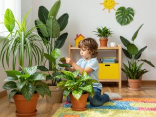 Levegőtisztító szobanövények a gyerekszobába: ezek a legjobb és legbiztonságosabb választások