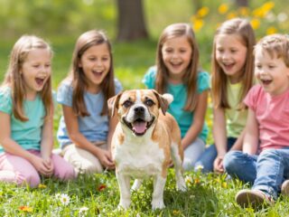 Hány éves gyerek szintjén gondolkodik egy kutya? Meglepő tények a kutyák intelligenciájáról