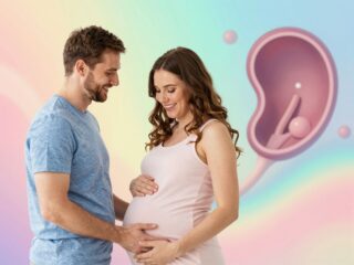 Mi a méhlepény feladata és hogyan működik? A terhesség legfontosabb szerve