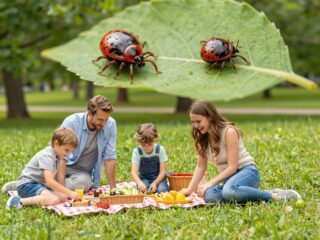 A kullancsok által terjesztett betegségek súlyosabbak, mint gondolnád: így védekezz
