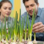 Zöld hajtások a fokhagymán: veszélyes méreg vagy szuperfood?