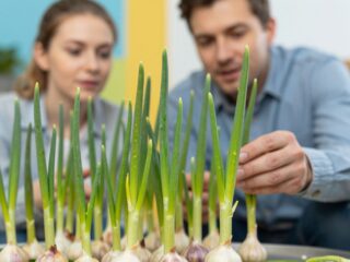 Zöld hajtások a fokhagymán: veszélyes méreg vagy szuperfood?