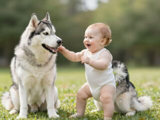 Amikor a kutya és a baba a legjobb barátok: ez a husky beszélget a kicsivel