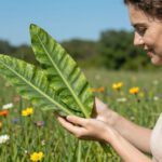 A természet patikájából: mi mindenre jó a lándzsás útifű?