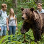 Kaukázusi medvetalp: ismerd fel és kerüld el messzire ezt a mérgező növényt