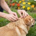 Lyme-kór és agyvelőgyulladás: a helytelen kullancskiszedés súlyos fertőzésekhez vezethet