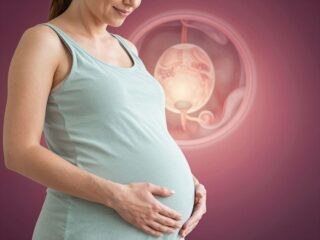 A méhlepény szerepe: hatékonyság és funkciók terhesség alatt