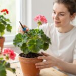 A muskátli teleltetése lépésről lépésre, hogy tavasszal újra virágba boruljon