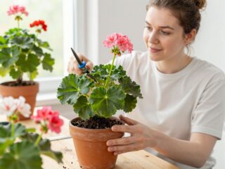A muskátli teleltetése lépésről lépésre, hogy tavasszal újra virágba boruljon