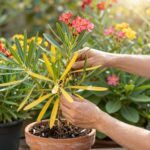 Sárguló levelek a leanderen: így mentsd meg a kedvenc növényedet