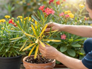 Sárguló levelek a leanderen: így mentsd meg a kedvenc növényedet