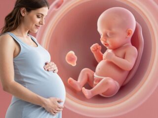 Hogyan alakulnak ki a baba ízületei az anyaméhben?